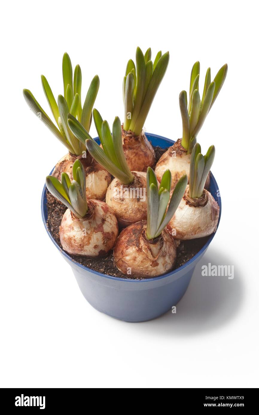 Muscari Grape Hyacinth bulbs starting to grow in a blue pot on white