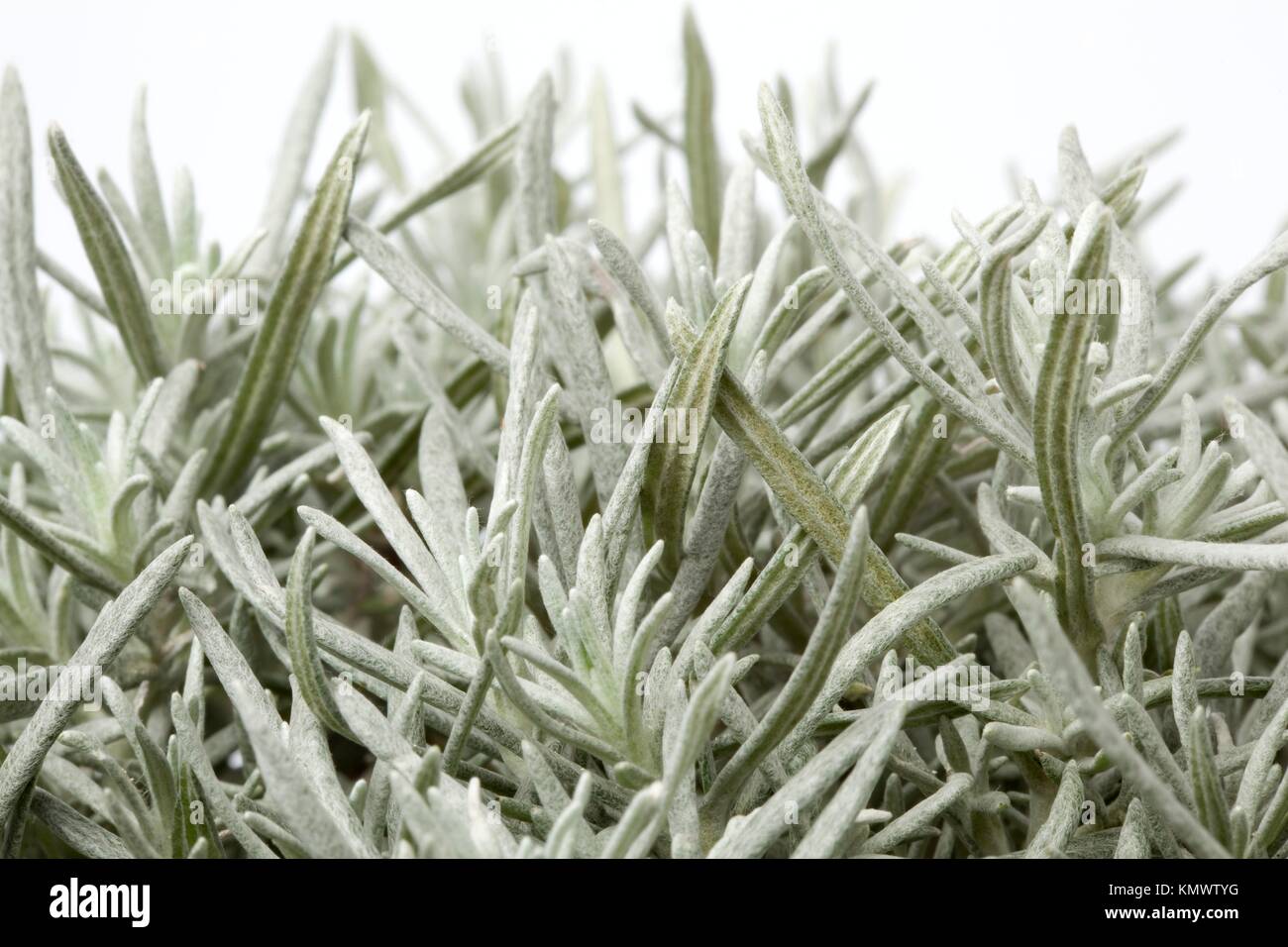 Branche of young Helichrysum italicum Stock Photo Alamy