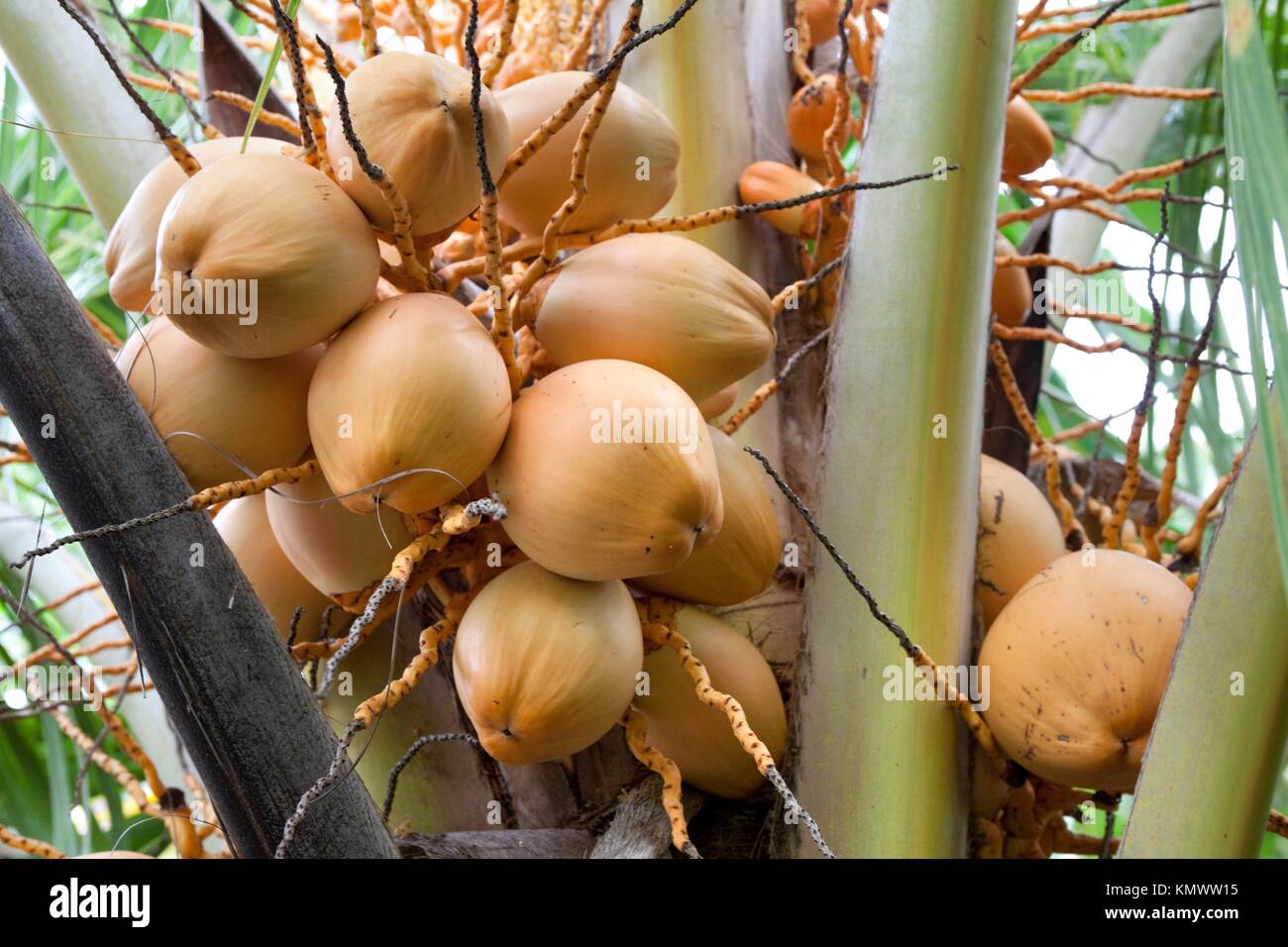 Young coconuts in a tree Stock Photo Alamy