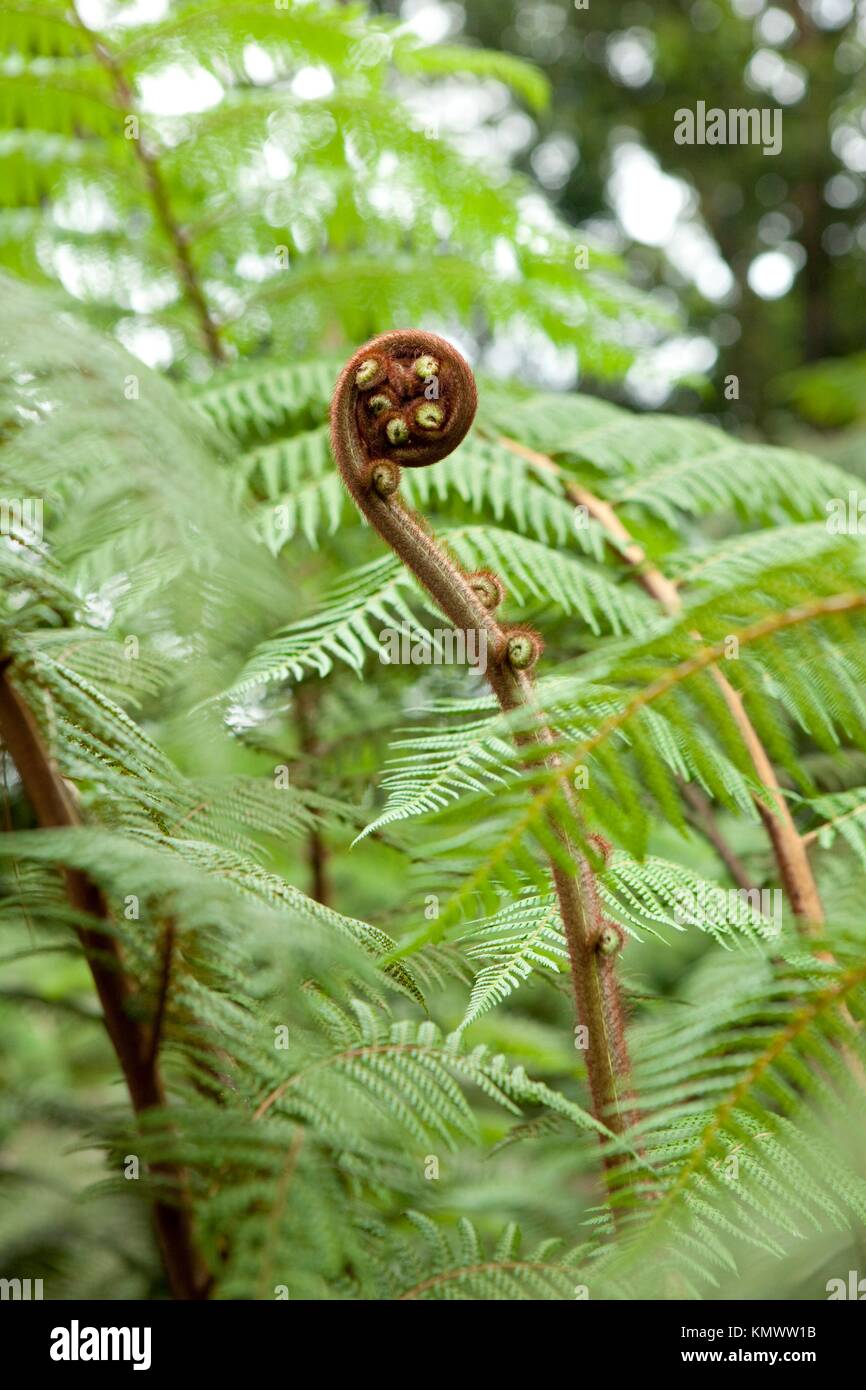 Blumei hi-res stock photography and images - Alamy