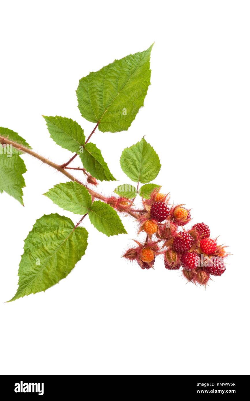 Branch of red edible berries of a Japanese Wineberry Rubus