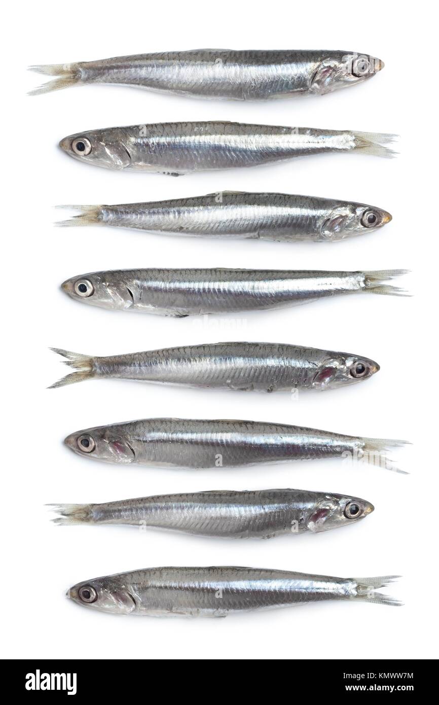 Whole fresh raw European anchovy on white background Stock Photo Alamy
