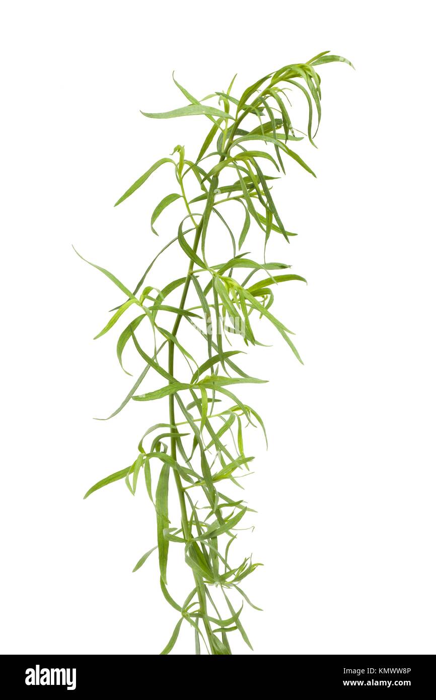 Fresh Tarragon branch and leaves on white background Stock Photo
