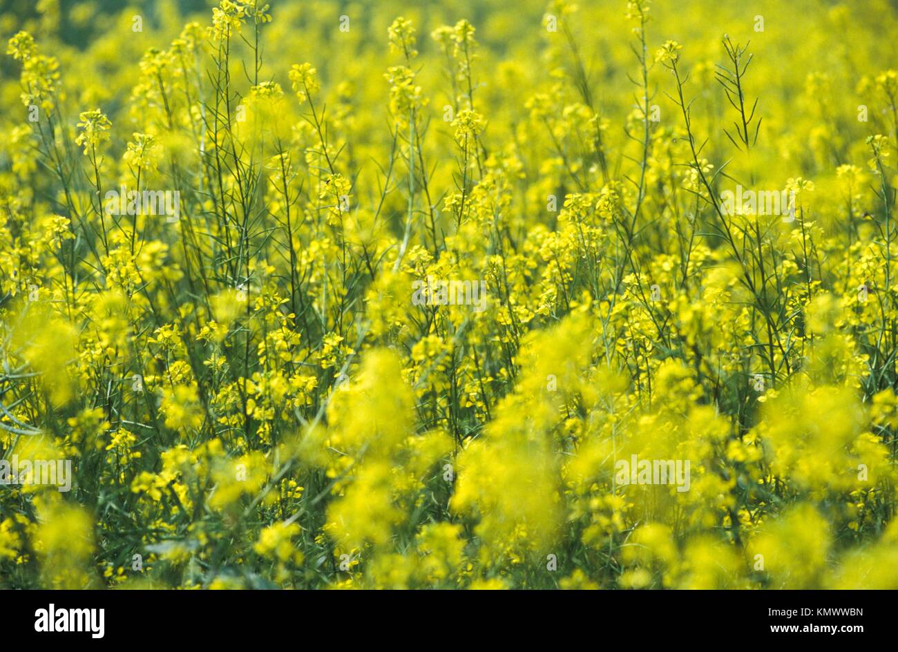 Brassica Napus, Rapeseed Stock Photo - Alamy