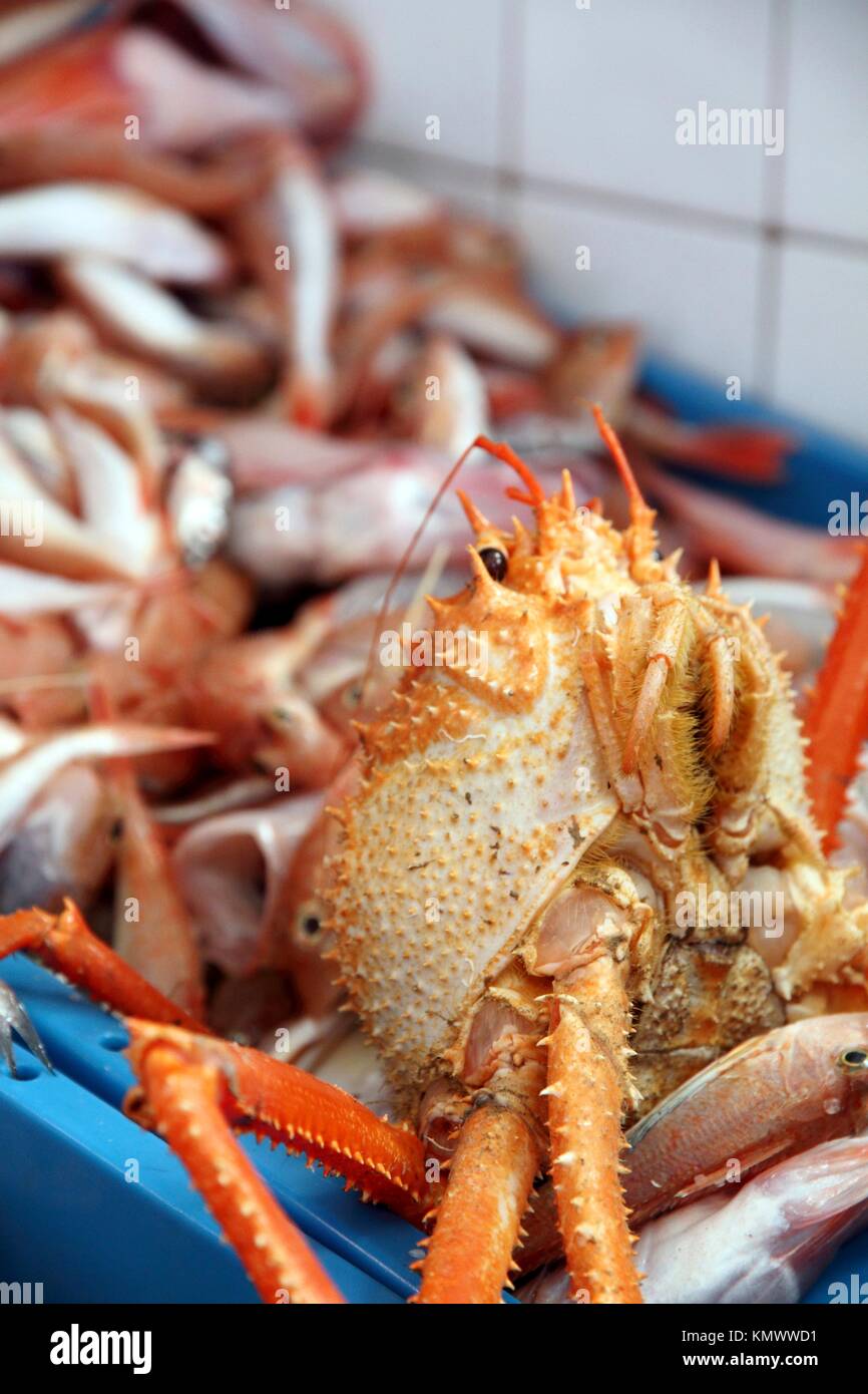 Seafood background with many mediterranean crabs on sale Javea harbor