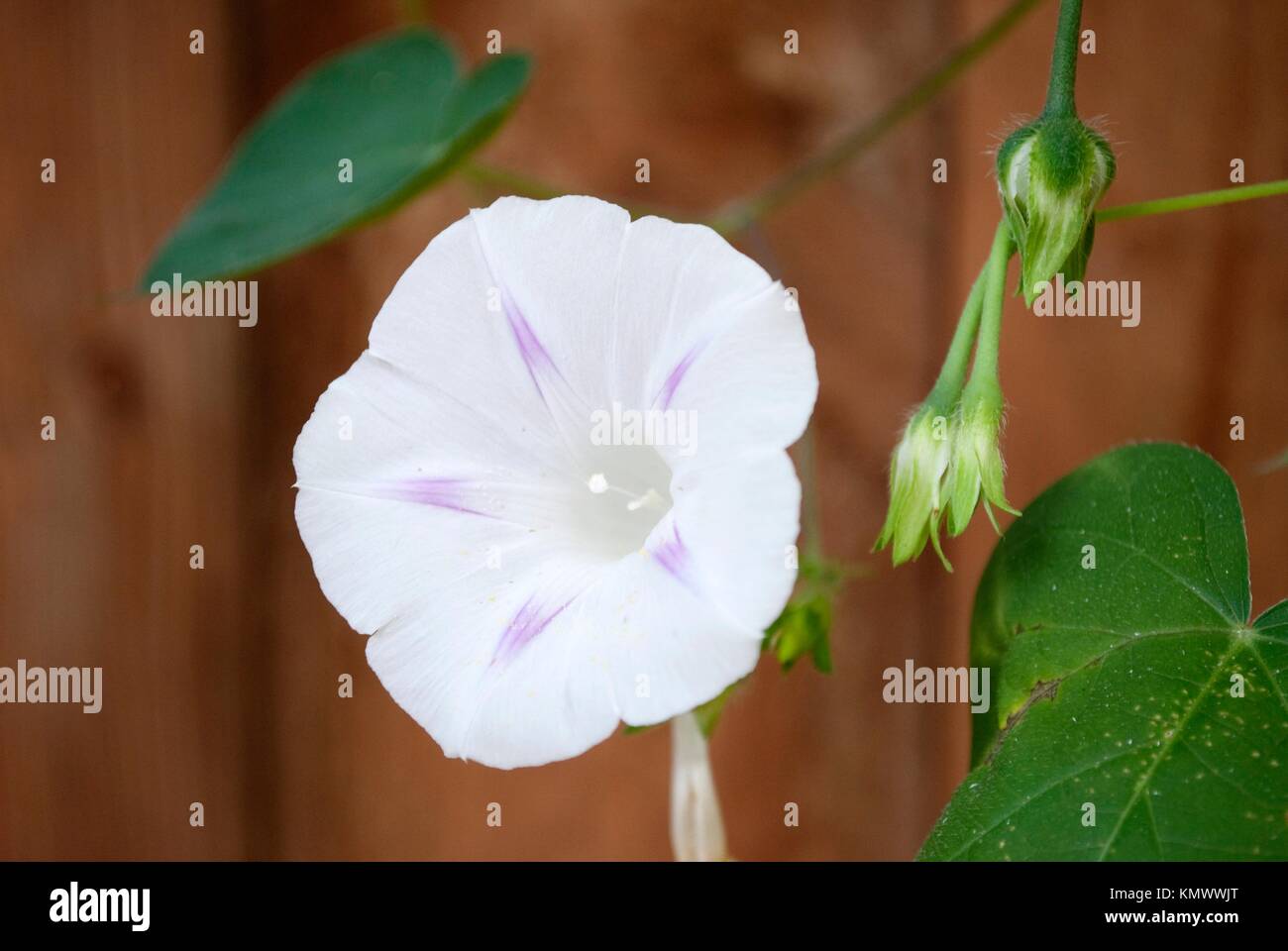 A single Pink Star Morning Glory Stock Photo Alamy