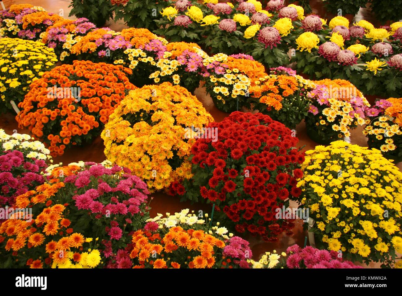 Chrysanthemums in a garden center Luchon, France Stock Photo Alamy