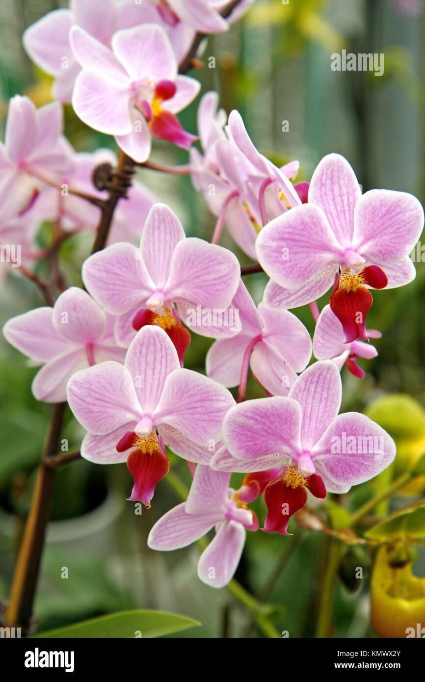 Orchid Phalaenopsis, hybr Stock Photo