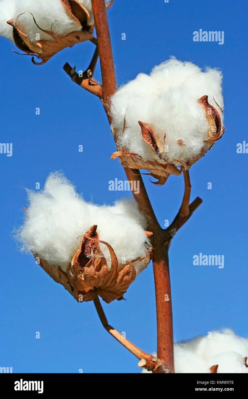 Cotton plant Gossypium sp Stock Photo Alamy