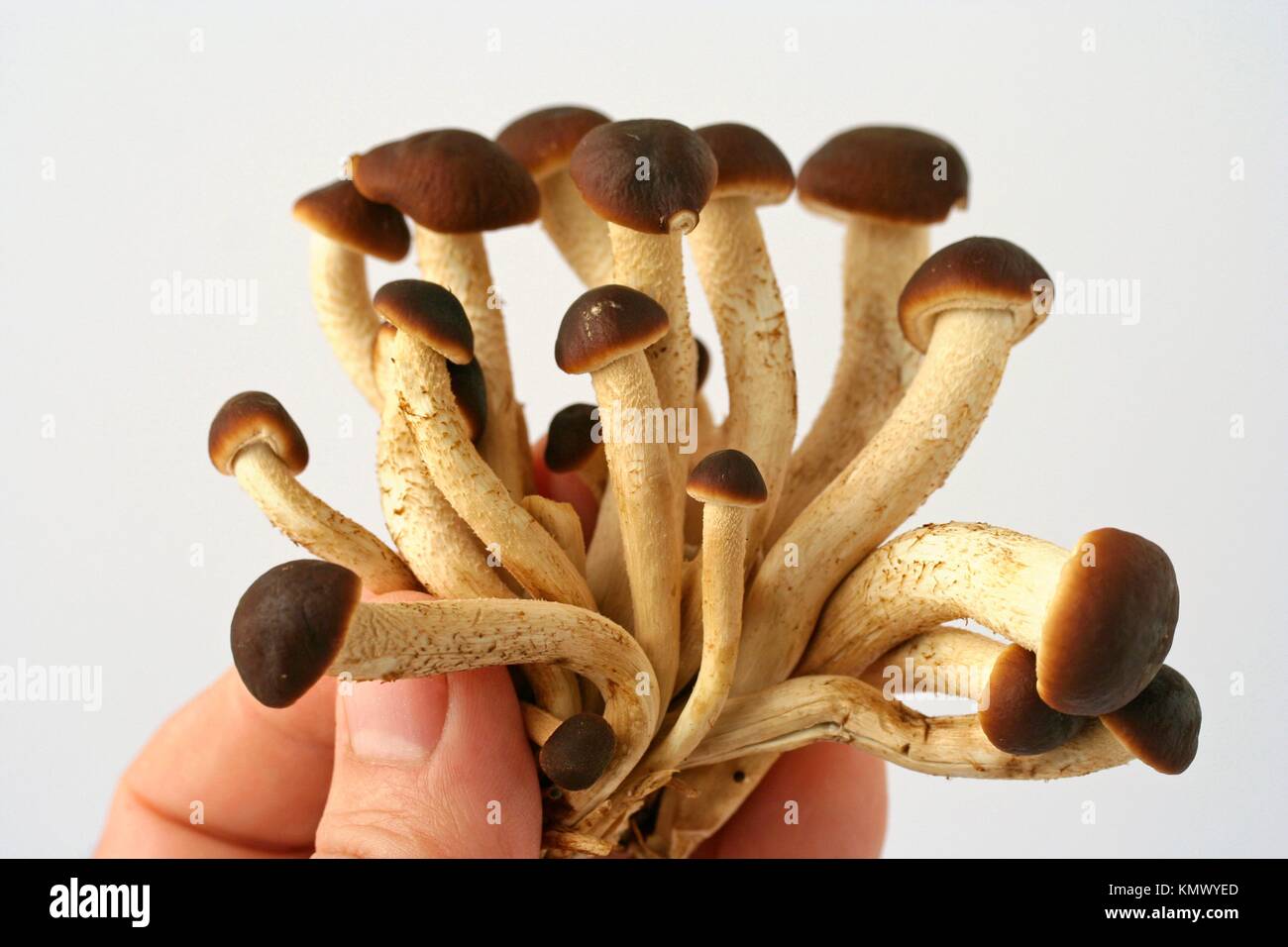 Black poplar mushroom Agrocybe aegerita Stock Photo Alamy