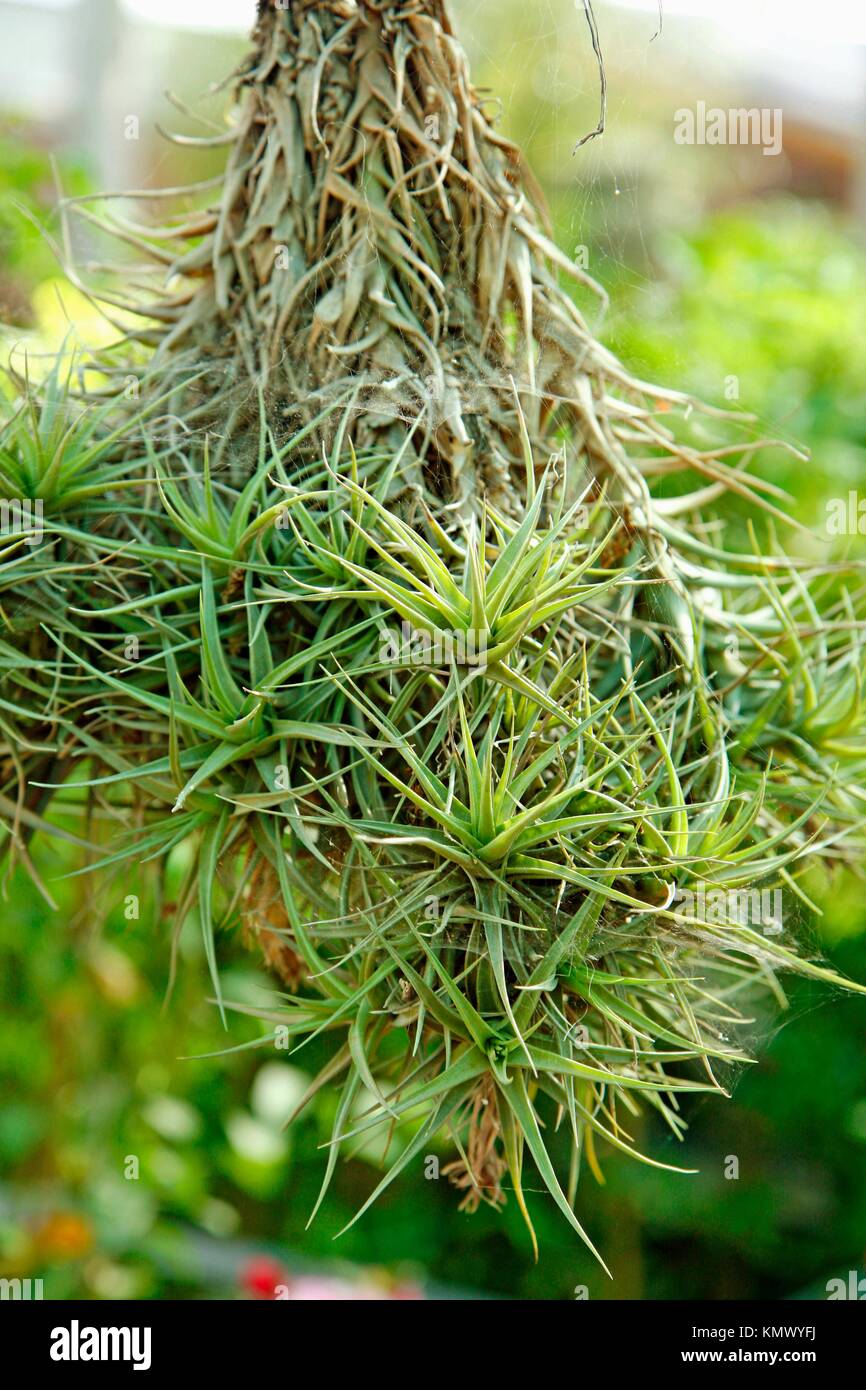 Air plant Tillandsia aeranthos Stock Photo Alamy