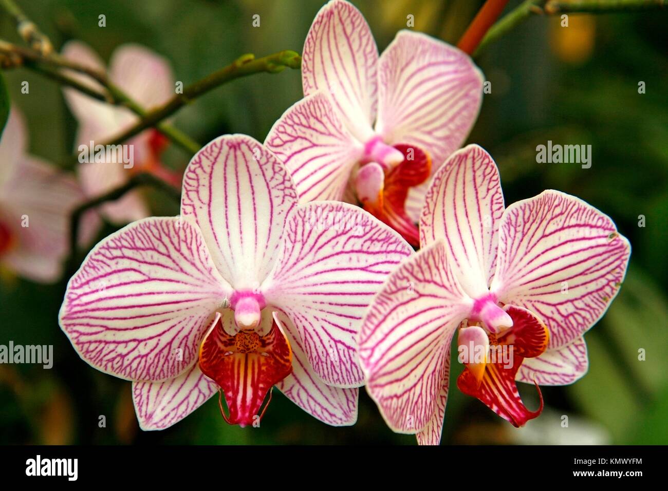 Orchid Phalaenopsis sp Stock Photo