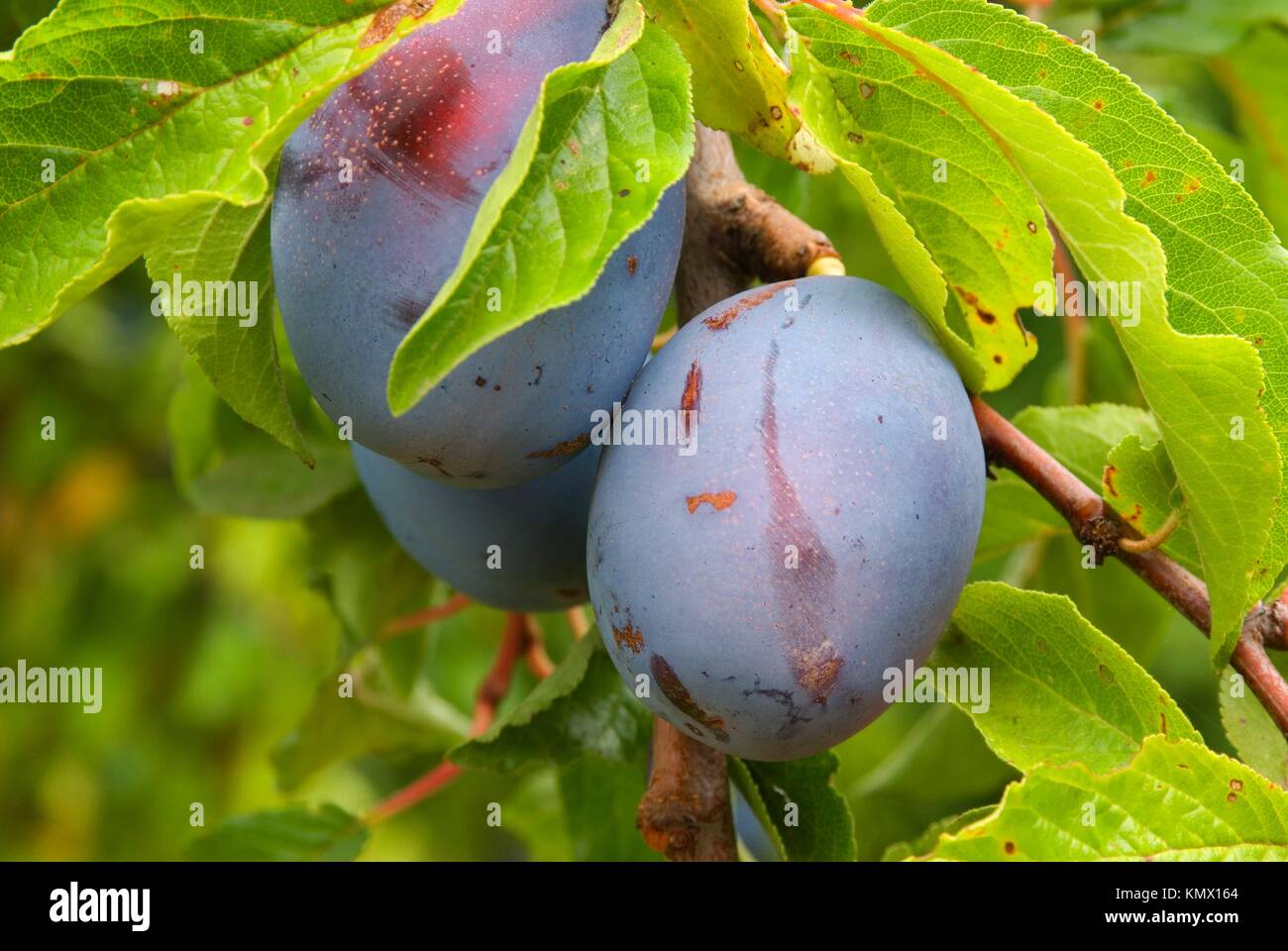 Oregon plum hires stock photography and images Alamy