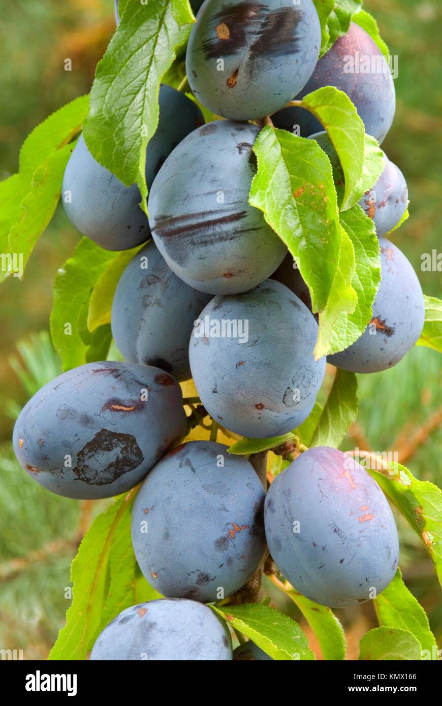 Pick plums hires stock photography and images Alamy