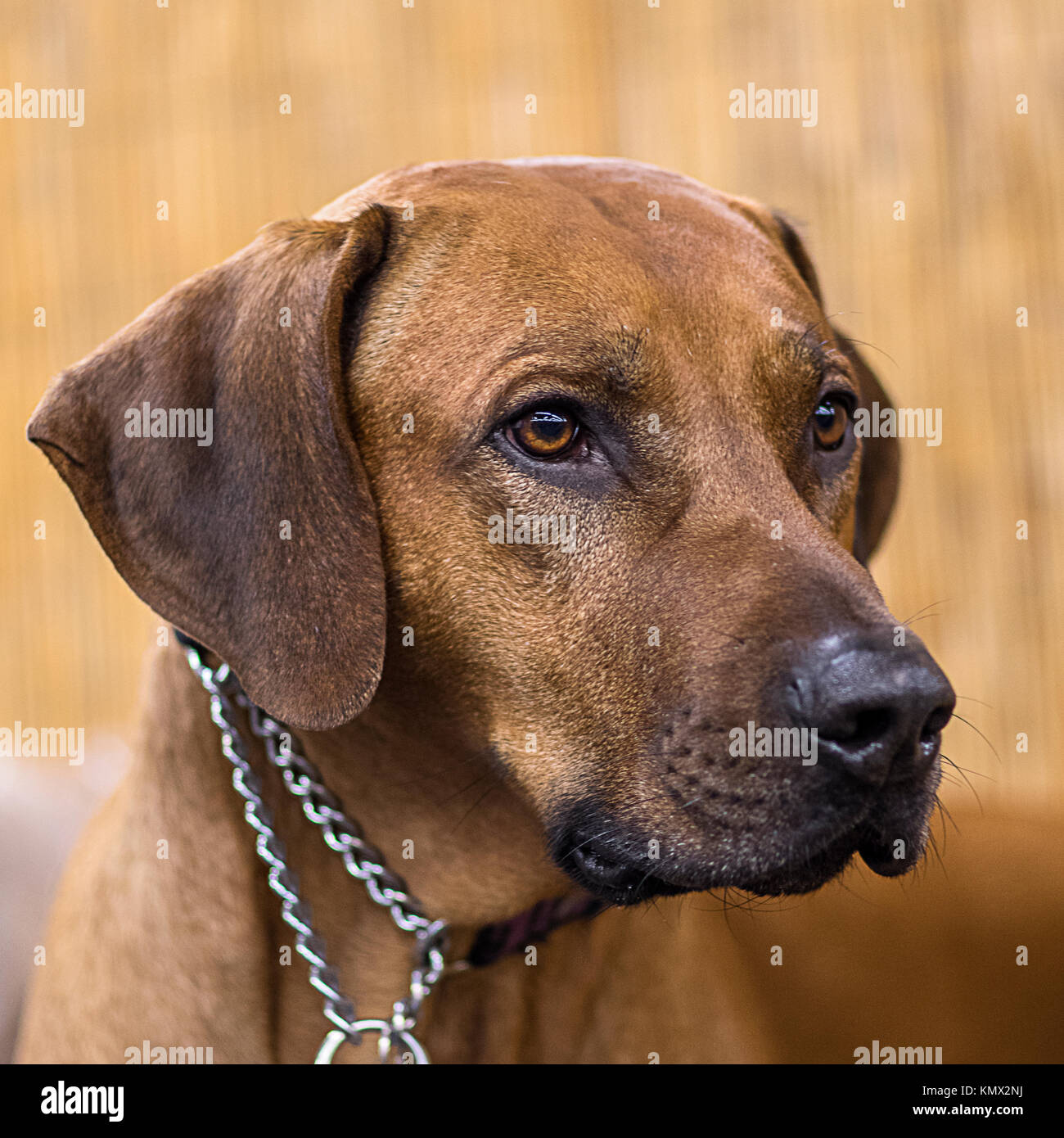 Rhodesian Ridgeback, African Lion Hound, Black Nose, Show Dog Portrait in Front of a Blurry Bamboo Backdrop Stock Photo