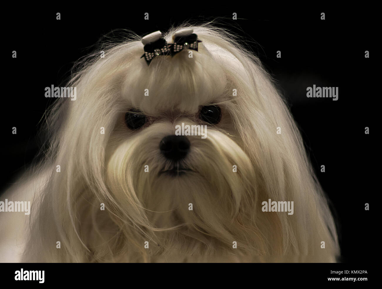 pix Maltese Dog Brown And Black https www alamy com stock image white show groomed maltese dog with hair bow in front of black background 167759378 html