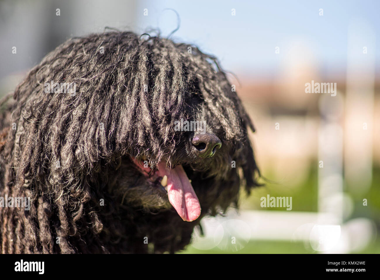 Show Dog Hungarian Puli Photographed at a Dog Park with a Colorful Blurry Background, Profile Portrait Stock Photo