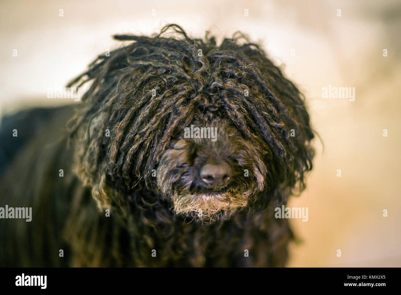 Show Dog Hungarian Puli Photographed Against a Tan and Brown Blurry Background Facing the Camera for a Portrai Stock Photo