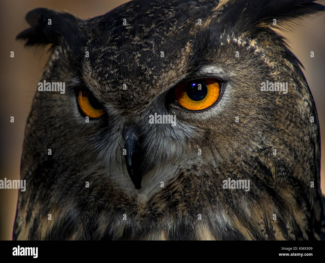 Great Horned Owl Bird, Bubo Virginianus, Portrait, Close up, with Orange Eyes, Feather Detail, and a Tan Blurry Background Stock Photo