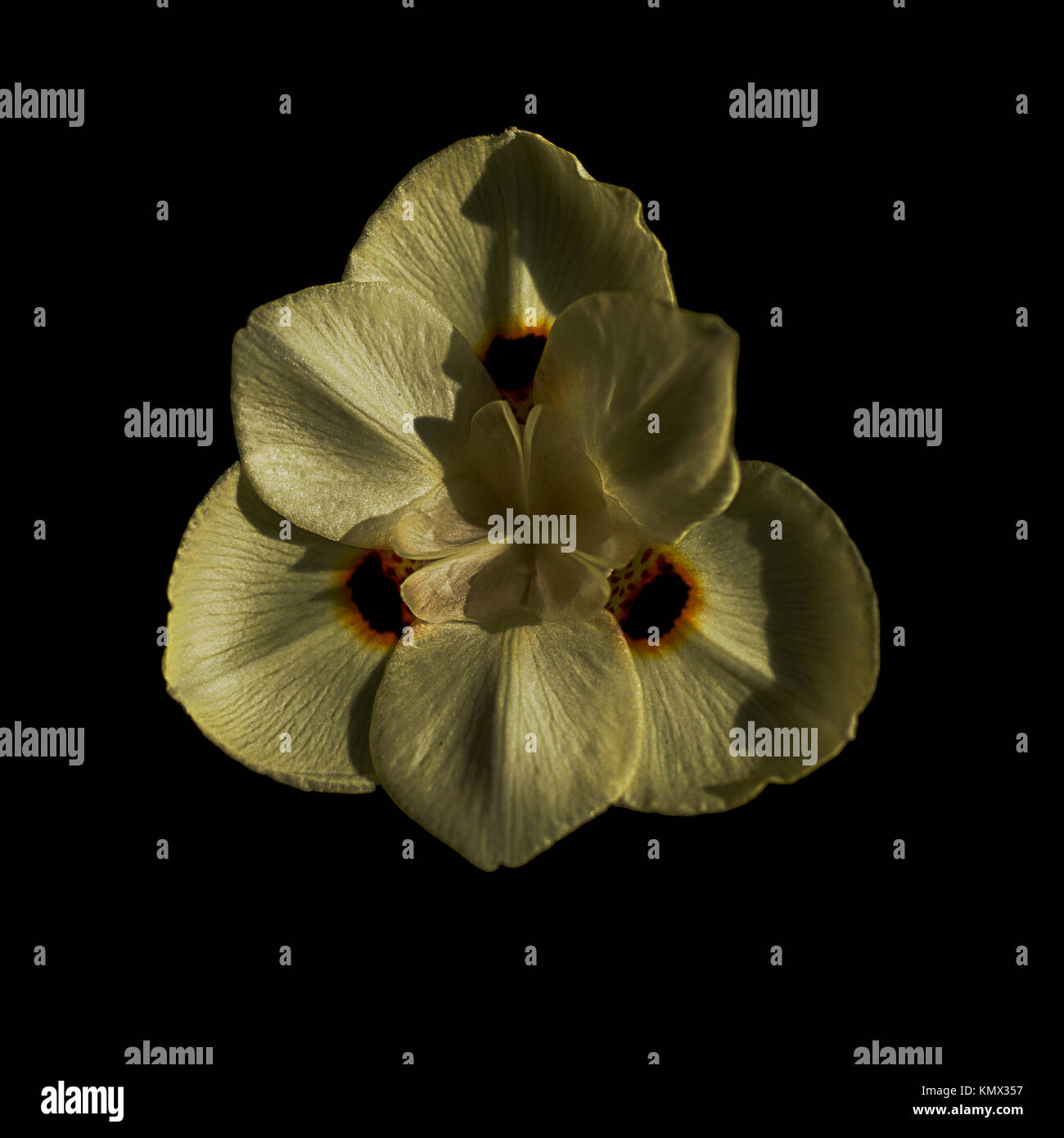 Golden Butterfly Iris, Dietes, on Black Background, Six Petals, Photographed in a Garden Stock Photo