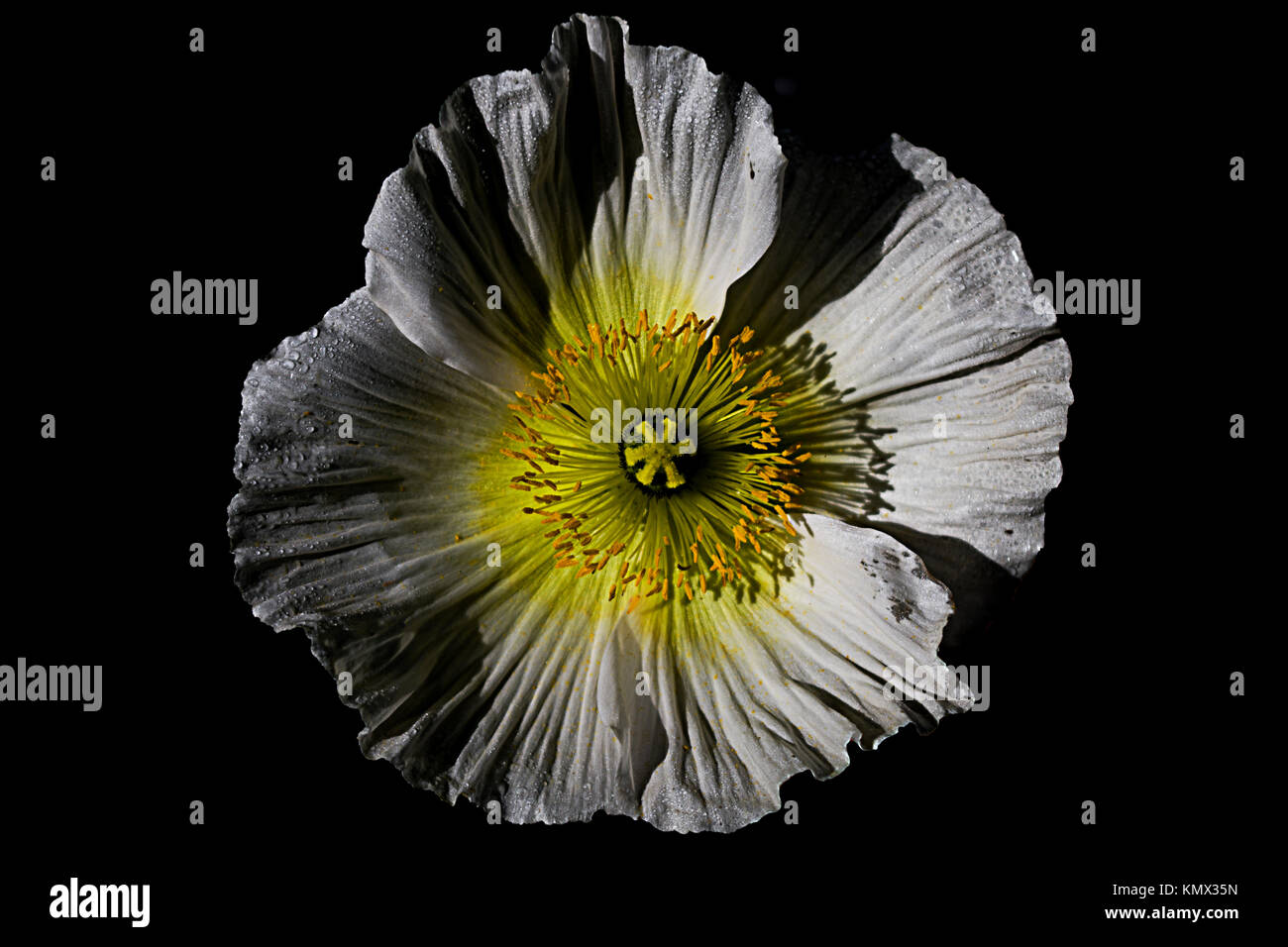 Large, White Tree Peony with Yellow Center on Black Background, Exhibiting Radial Symmetry, Photographed in a Garden Stock Photo