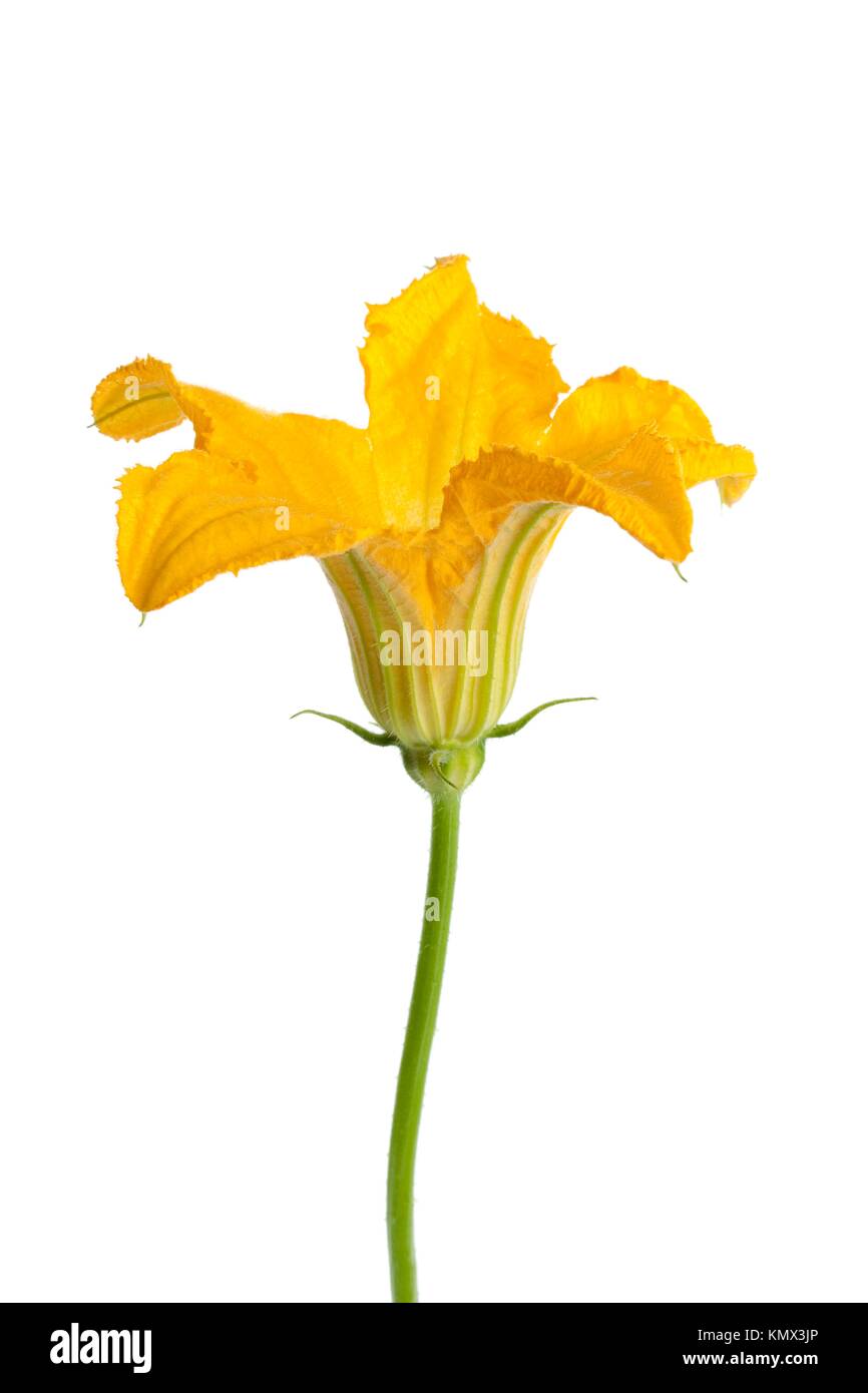 Male zucchini flower on white background Stock Photo Alamy