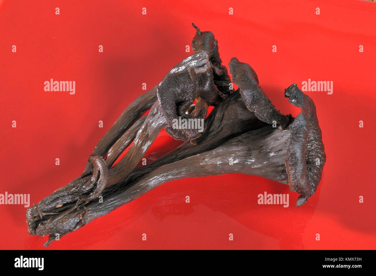 Edible mushroom, Trumpet of death, Craterellus cornucopioides, Costa