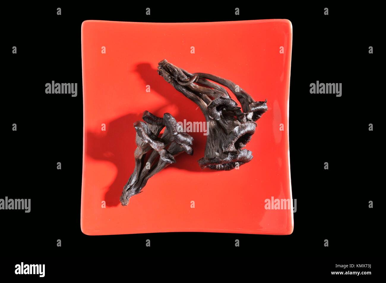 Edible mushroom, Trumpet of death, Craterellus cornucopioides, Costa