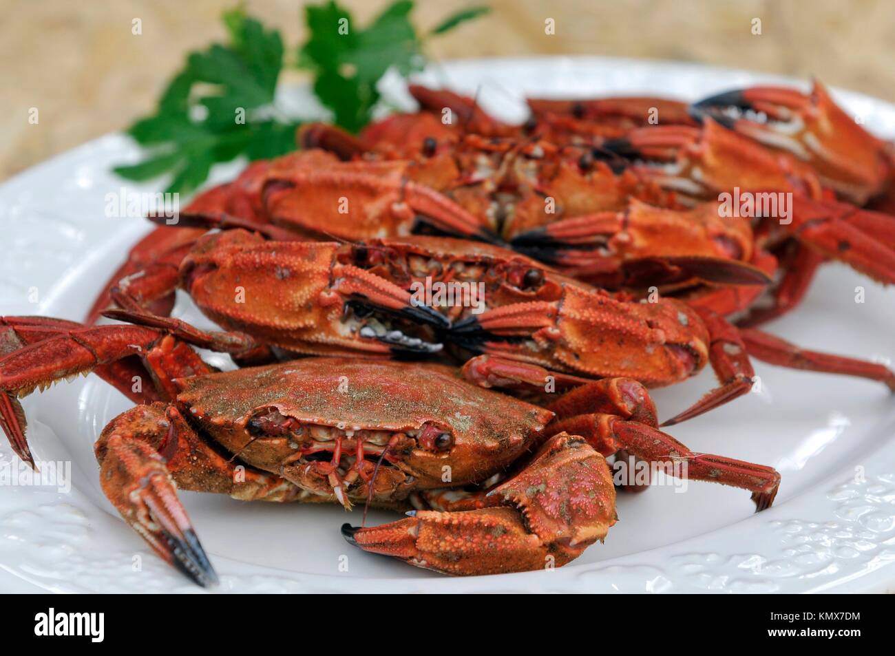 velvet swimming crab, necora Stock Photo Alamy