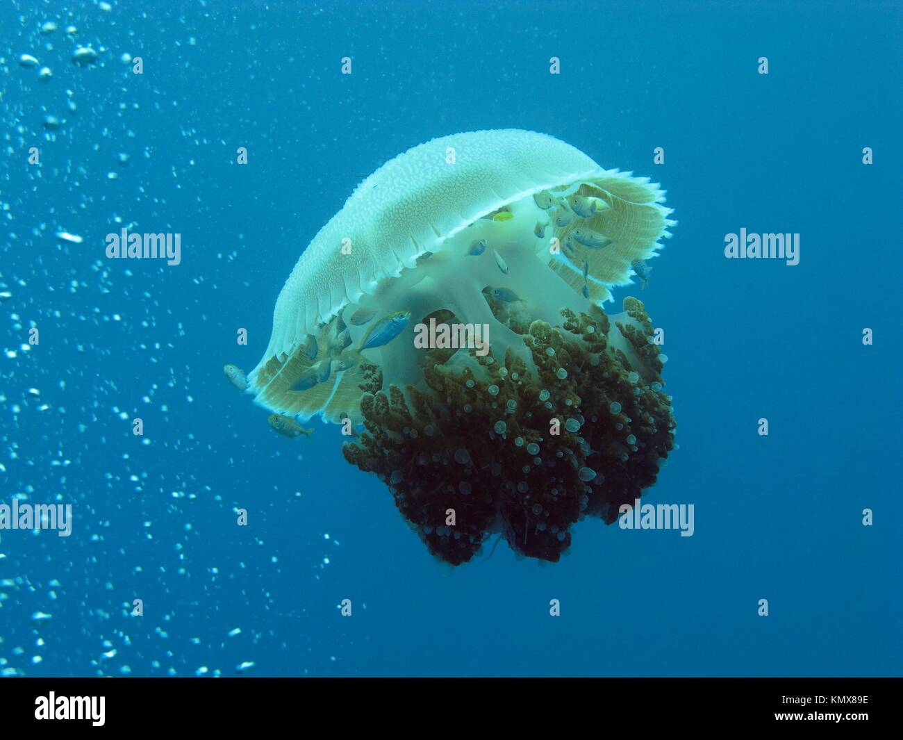 Jellyfish in the Andaman See, Thailand, near Ko Lipe Stock Photo