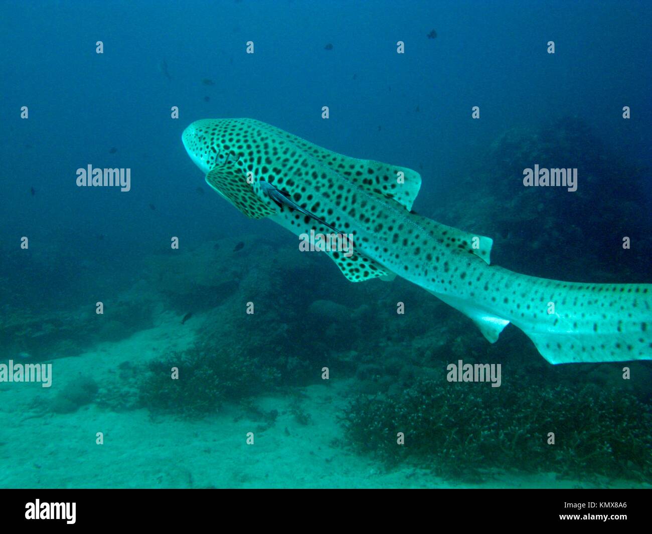 Усатая ковровая акула 6 букв. Акулы на Пхи Пхи. Леопардовая акула. Крупные рыбы Андаманского моря. Калифорнийская тройнозубая акула (леопардовая акула).
