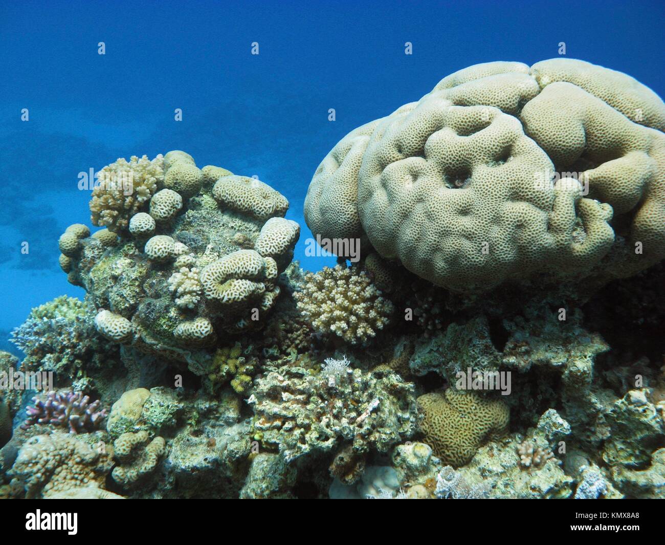 Under sea garden hi-res stock photography and images - Alamy