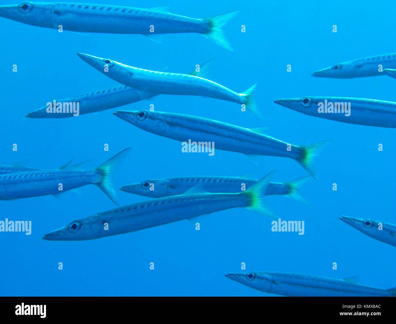 A battery of barracudas in the Red Sea, Egypt Stock Photo Alamy