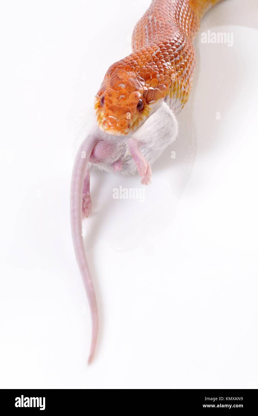 Corn Snake Elaphe guttata, or Red Rat Snake, eating a mouse Stock Photo