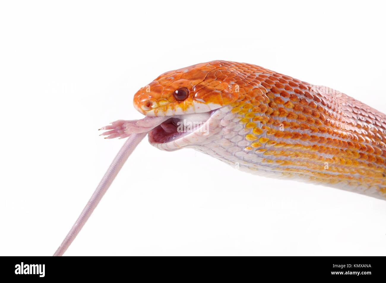 Corn snake eating a mouse hires stock photography and images Alamy