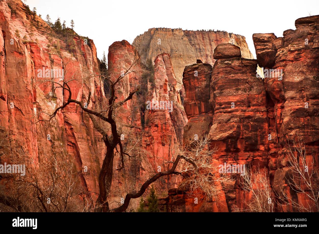 Great White Throne Red Rock Walls Zion Canyon National Park Utah