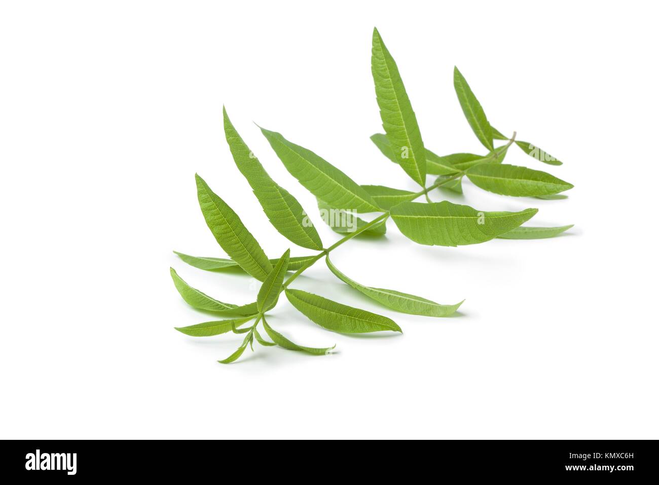 Verveine hi-res stock photography and images - Alamy