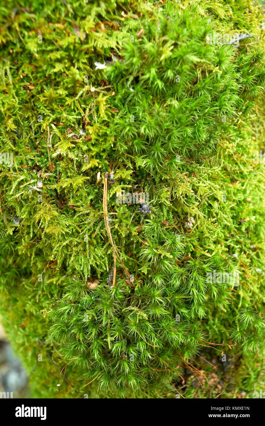 Natural background with moss Stock Photo - Alamy
