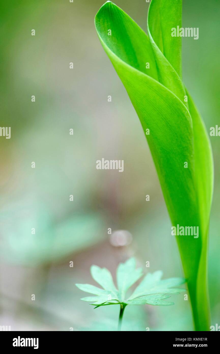 Natural background with lily of the valley Stock Photo - Alamy