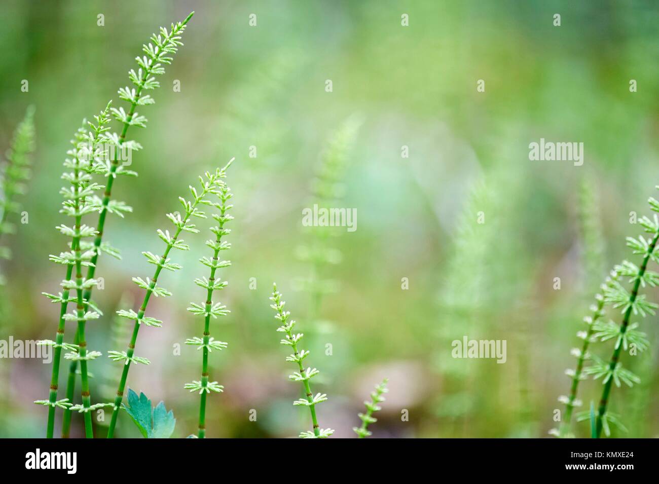 Natural background with fern Stock Photo - Alamy
