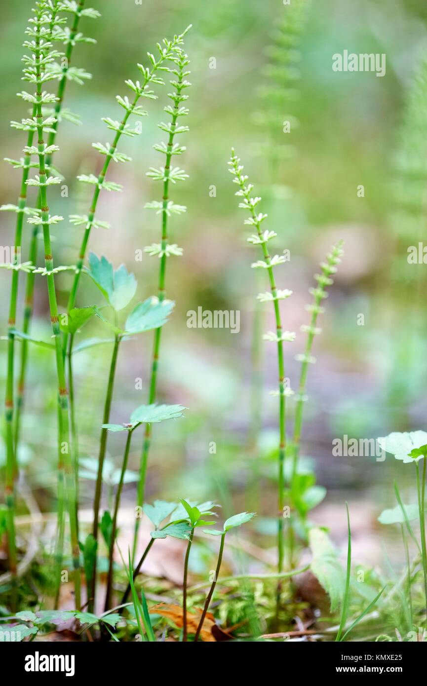 Natural background with fern Stock Photo - Alamy