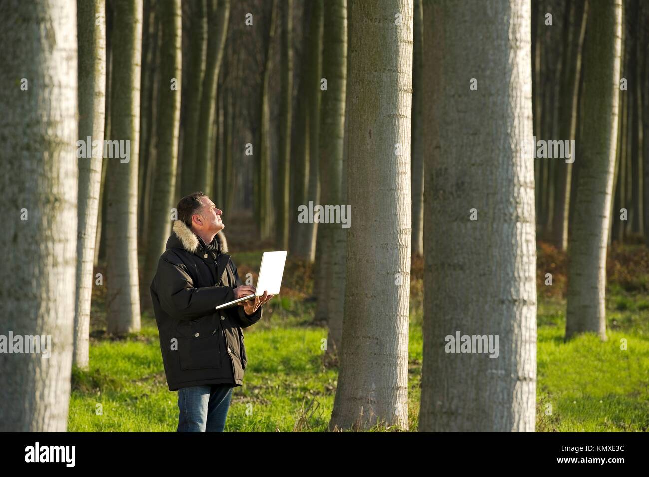 Botanist working with laptop inside a poplar wood Stock Photo