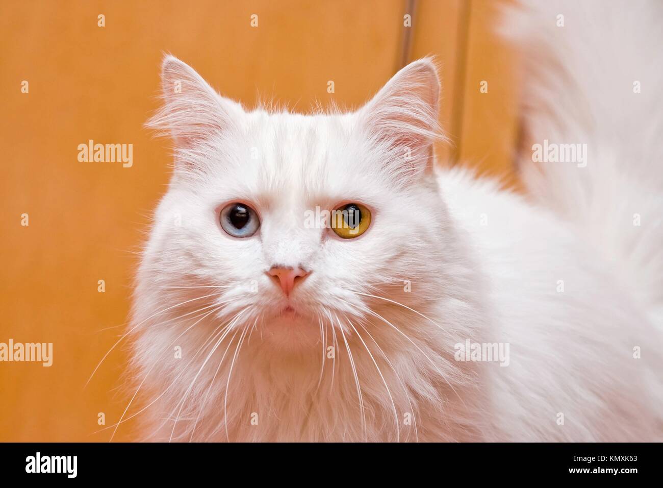 A portrait of a bi-colored eye blue and yellow medium long haired white cat, like a Persian or RaggaMuffin breed Stock Photo