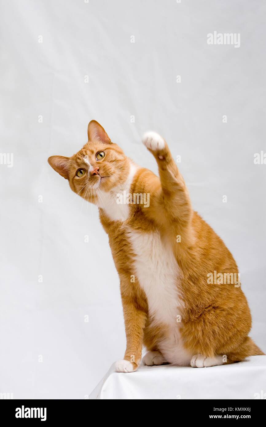 Cute Orange Cat Sitting On White Table With One Paw Up Trying To Hit Something Isolated On White Stock Photo Alamy