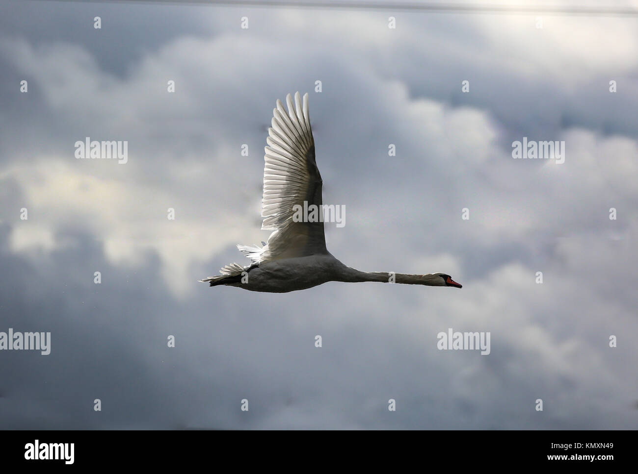 A glorious Mute Swan in flight Stock Photo Alamy