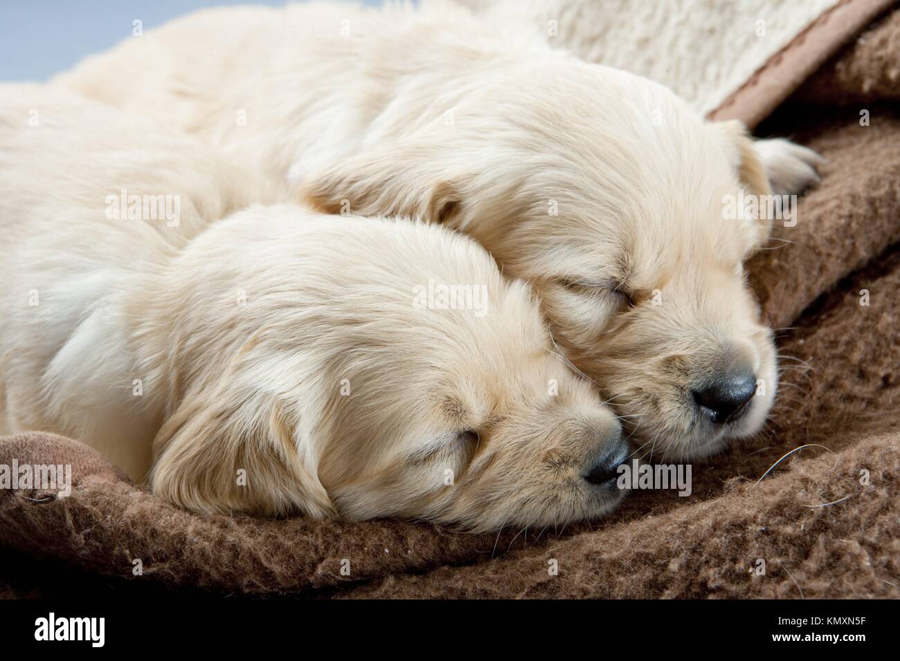 sleeping puppies of golden retriever Stock Photo - Alamy