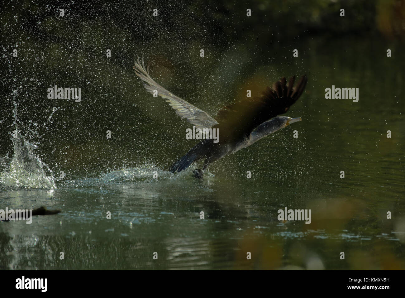 Cormorant Taking Off Stock Photo Alamy