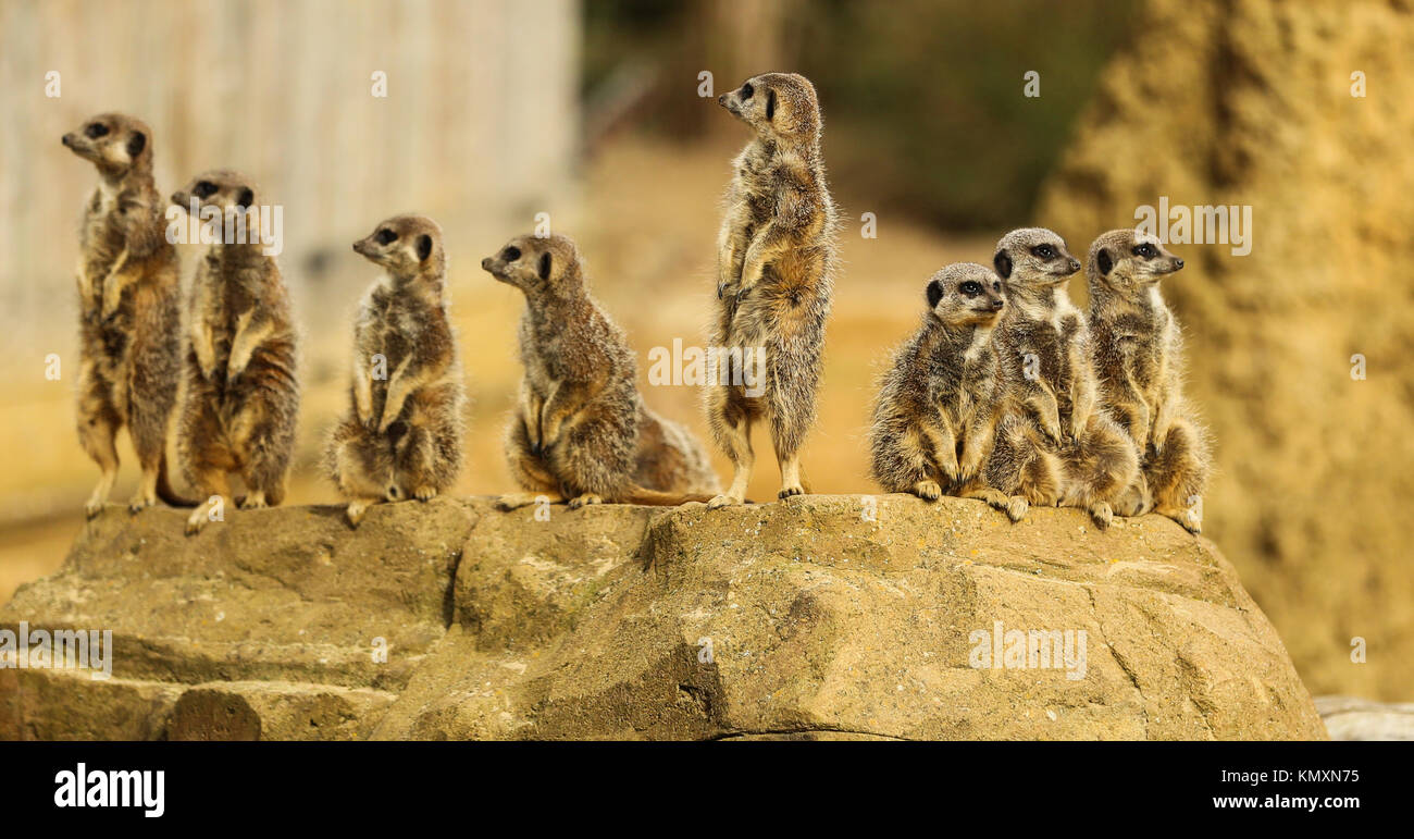 Group of Meerkats on the lookout Stock Photo