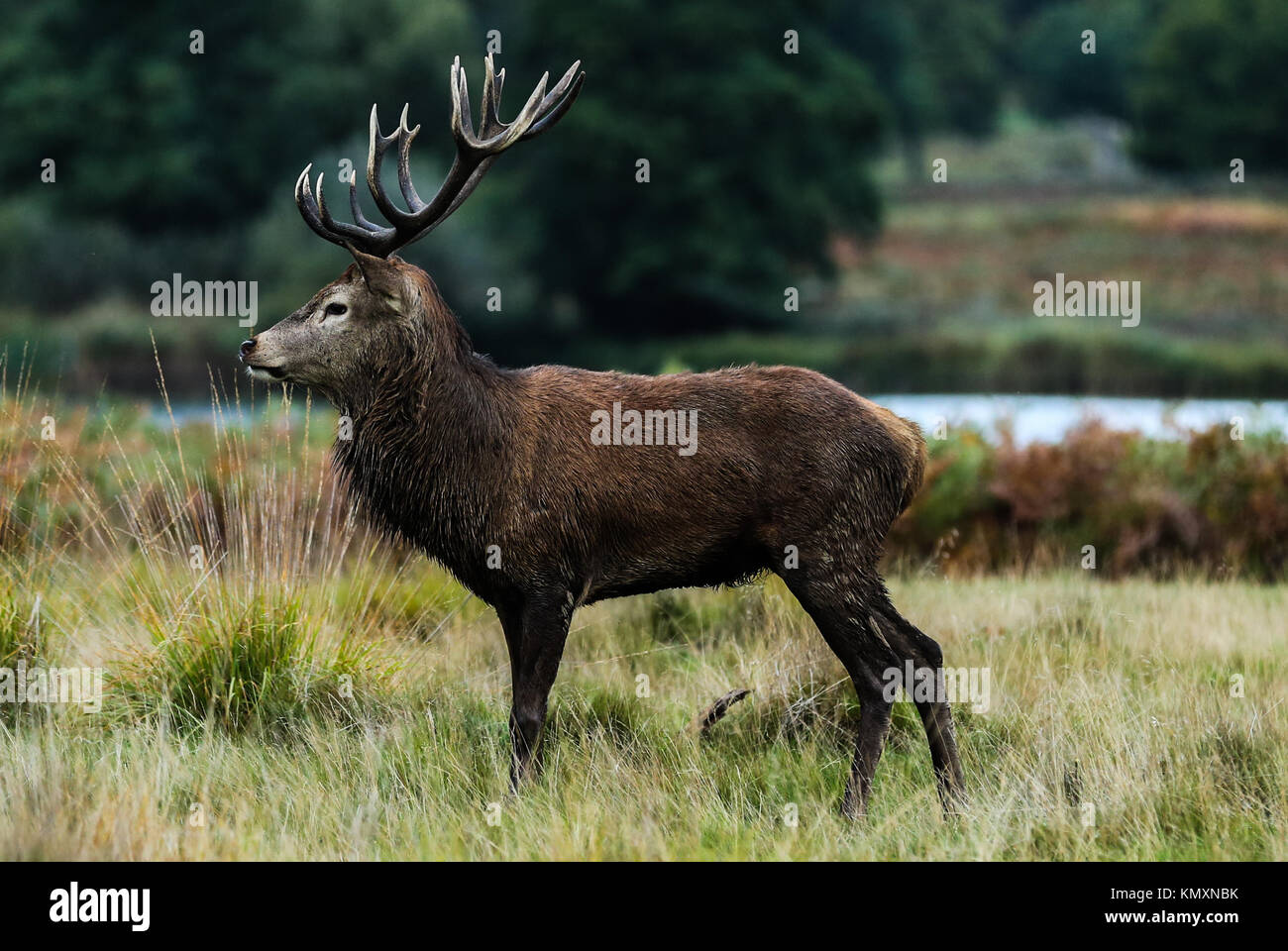 Red Deer Stag side view Stock Photo - Alamy