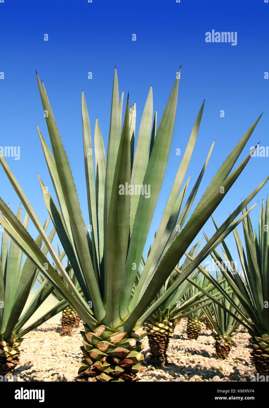 Agave tequilana plant to distill Mexican tequila liquor Stock Photo Alamy